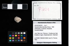Foto (Objekt + Etikett) von Goniodromites bidentatus (Reuss, 1858)  (NHMW-GEO-2014-0194-0201)